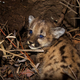 Illustration for article titled Mountain Lion Famous for Crossing LA Freeways Is Killed Crossing a Freeway